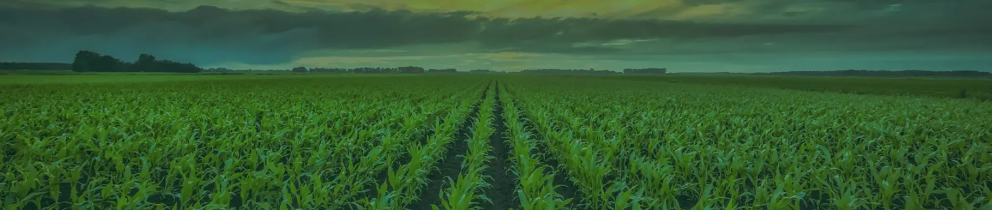 corn field under setting sun in vintage colors